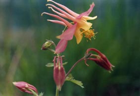 Aquilegia formosa